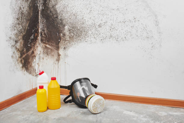  Prichard, AL Mold Removal Pros