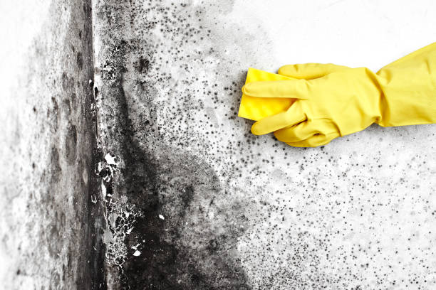 Best Office Mold Removal Services  in Prichard, AL