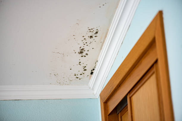 Best Certified Mold Removal  in Prichard, AL