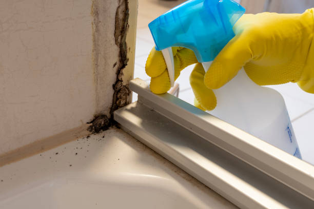 Best Attic Mold Removal  in Prichard, AL