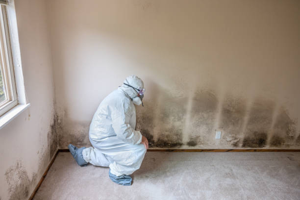 Best Mold Cleaning Services  in Prichard, AL