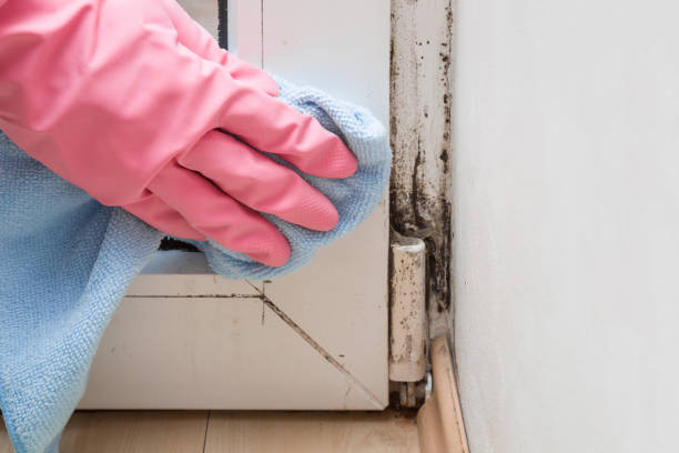 Mold Testing and Removal in Prichard, AL