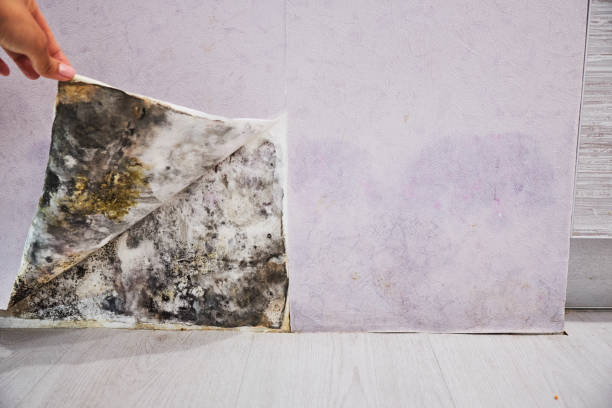Mold Removal Process in Prichard, AL